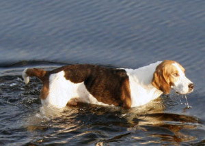 Hound swimming by Neil Salisbury